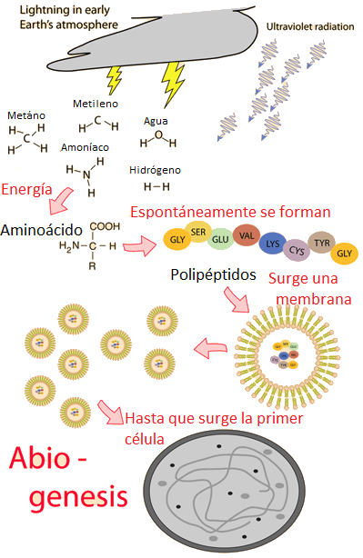 Resultado de imagen de COACERVADOS