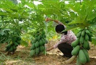 Buat Kamu Yang Ingin Punya Pohon Seperti Ini Batangnya Pendek Tapi Buahnya Lebat``Mudah Kok" Begini Caranya...! Bagikan Ya..