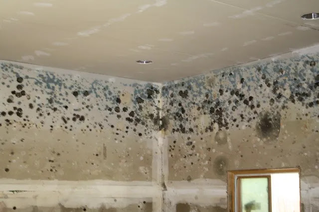 mould-removal-in-gold-coast