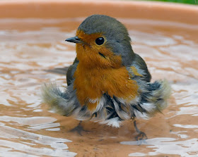 Robin having a bath