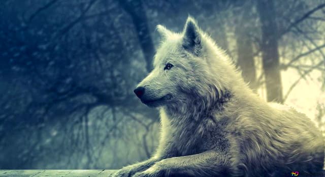 Test de Reflexión: Elige un lobo que te represente y descubre cómo valoras la soledad
