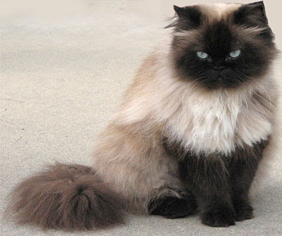 Specifically  Type of  Cats Himalayan Cat - Persian+Siamese  Breeds