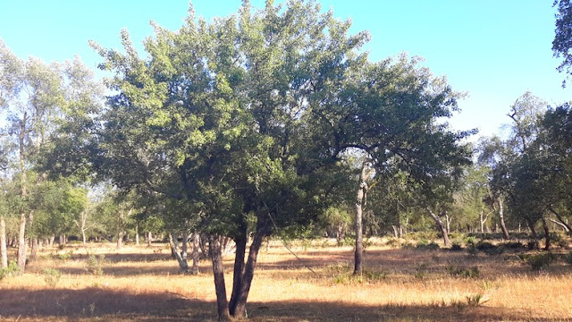 Груша маморская (Pyrus mamorensis)