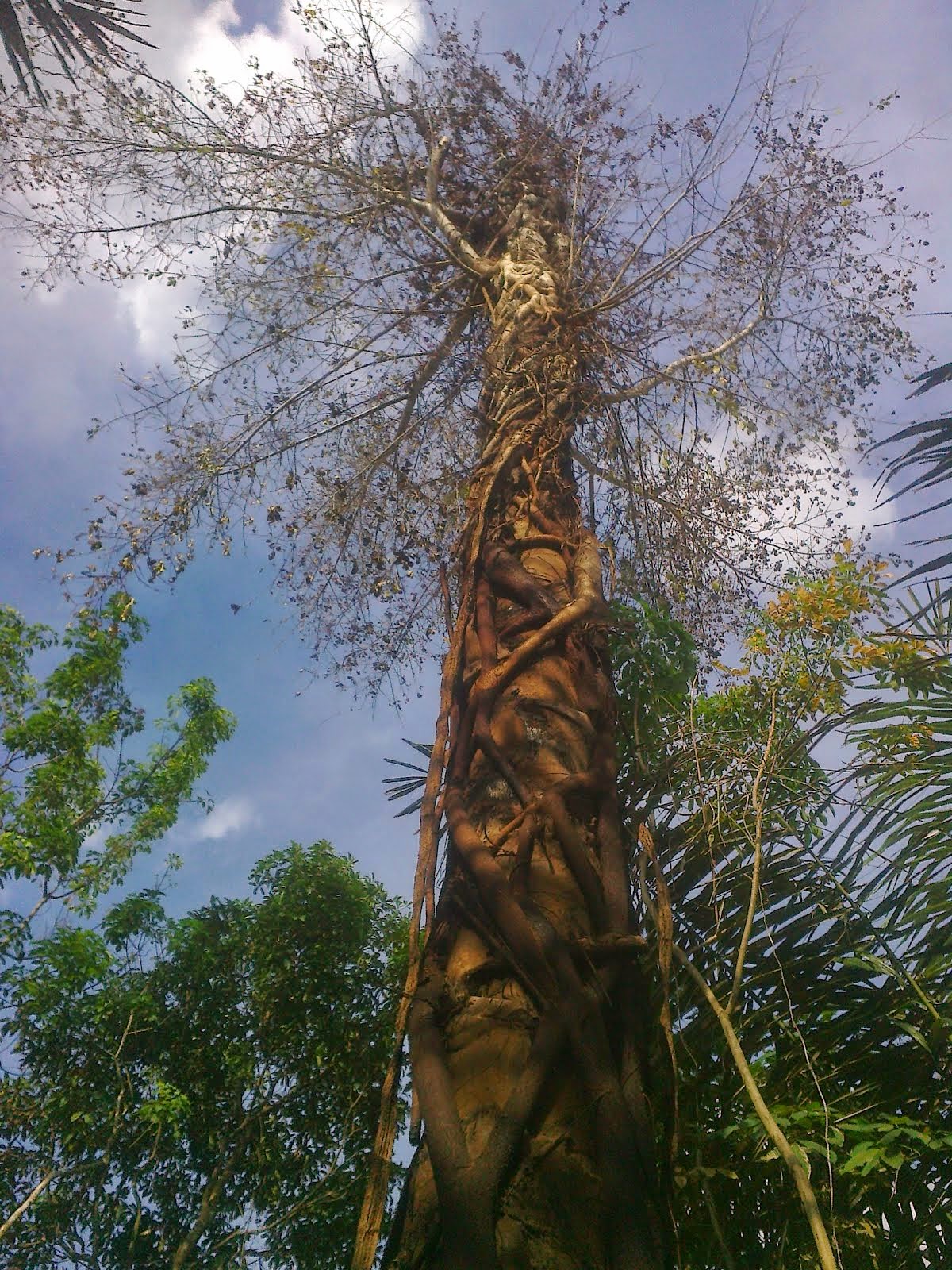  Anggrek  Hutan Kalimantan Selatan Foto Lokasi Anggrek  Hutan