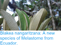 http://sciencythoughts.blogspot.co.uk/2016/11/blakea-nangaritzana-new-species-of.html