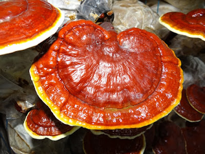 Ganoderma lingzhi,  reishi, varian jenis jamur liar