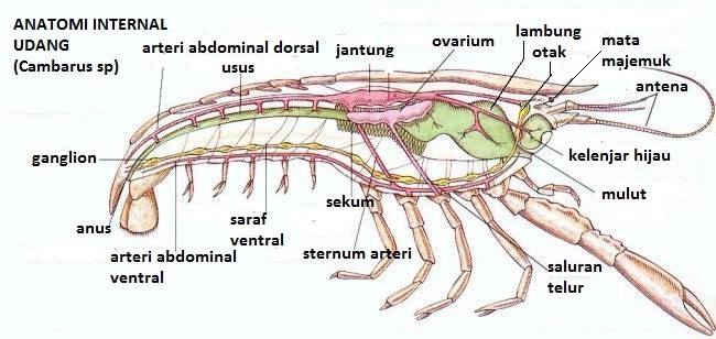 Arthropoda de Biology
