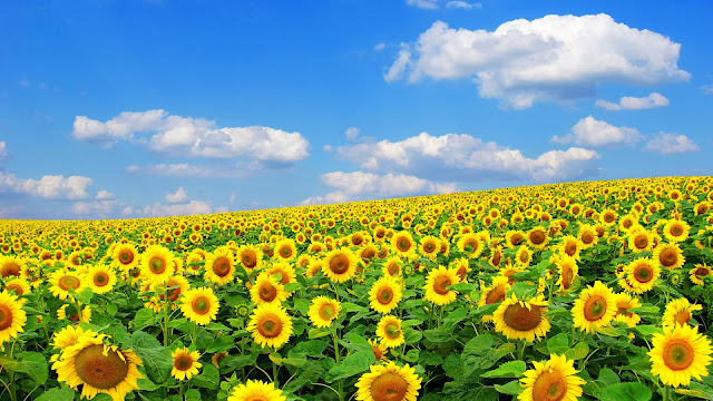 Campo de Flores de Girasol