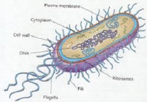perbedaan antara archaebacteria dengan eubacteria,archaebacteria dan eubacteria ppt,