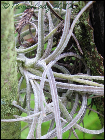 02-09-epiphyte2