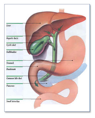 The Gallbladder is in this picture