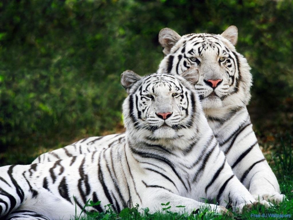 Beautiful Wild animals desktop wallpapers, photography , latest, cool ...