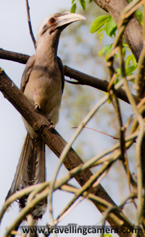 Posted by VJ: Birds around my Home @ Mandi, Himachal Pradesh : PART-1:  VJ, ripple, Vijay Kumar Sharma, ripple4photography, Frozen Moments, photographs, Photography, ripple (VJ), VJ, Ripple (VJ) Photography, VJ-Photography, Capture Present for Future, Freeze Present for Future, ripple (VJ) Photographs , VJ Photographs, Ripple (VJ) Photography : Recently I visited my Hometown in Mandi District of Himachal Pradesh and there was a change in my schedule that I started waking up at 6:30 am in the morning. There is a huge tree in our courtyard and lot of birds come there, especially in early morning...Odd one out... no activity..