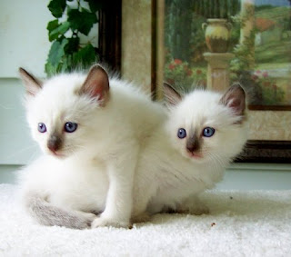 Colorpoint Shorthair Cat Pictures