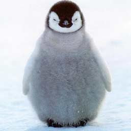 Foto penguin lucu