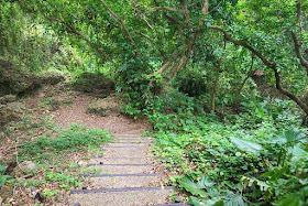 Horohoro Forest, park, trail, Okinawa, woods, stairs