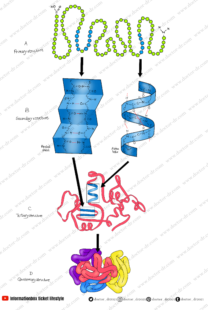 The Chemical Basis of Life - Lipids - Doctor-dr