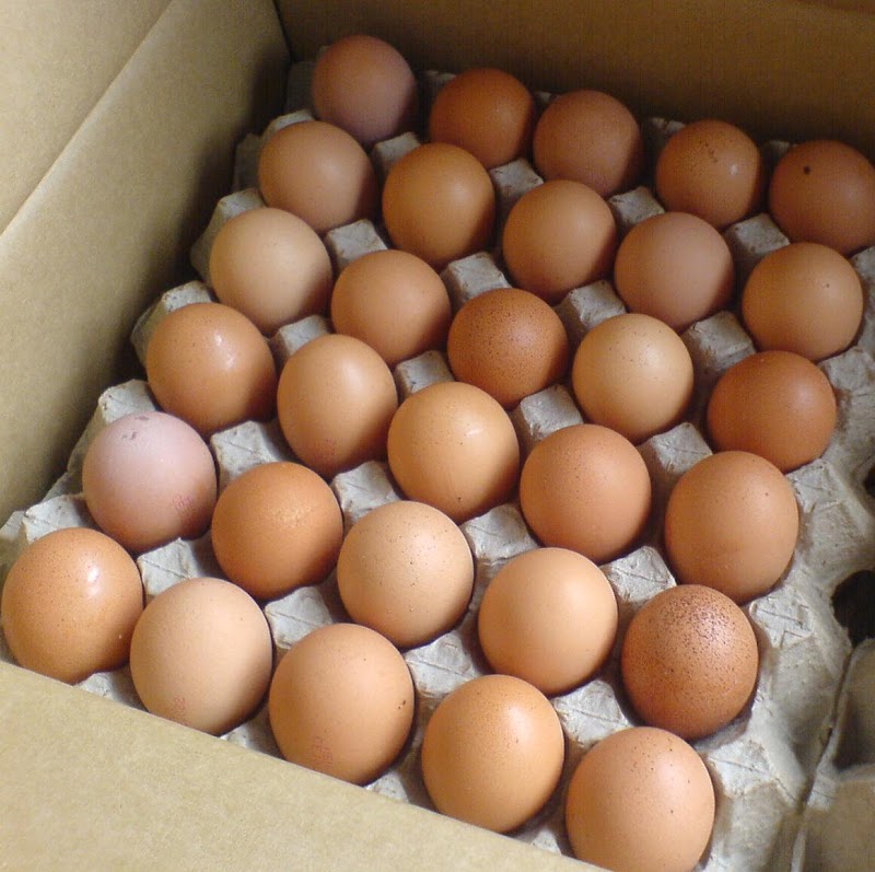 Ide Terpopuler Telur Ayam Besar