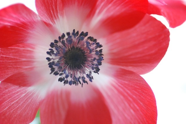 Red anemone centre macro
