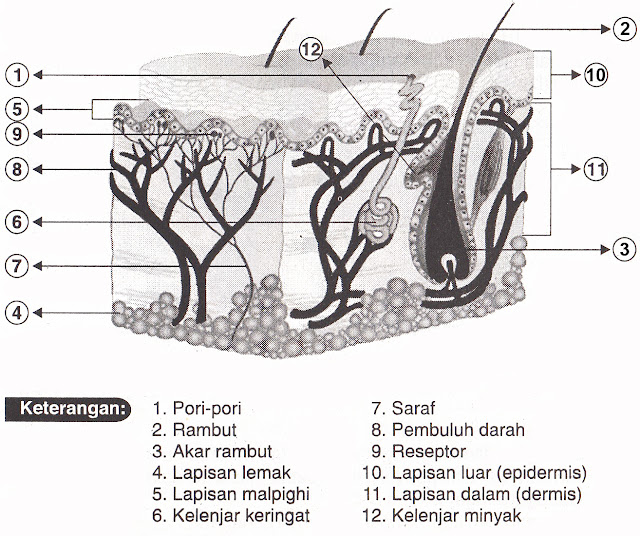 panca indera manusia, bagian indera, fungsi indera, mata, telinga, hidung,lidah, kulit, ilmu pengetahuan alam, pelajaran ipa, sekolah