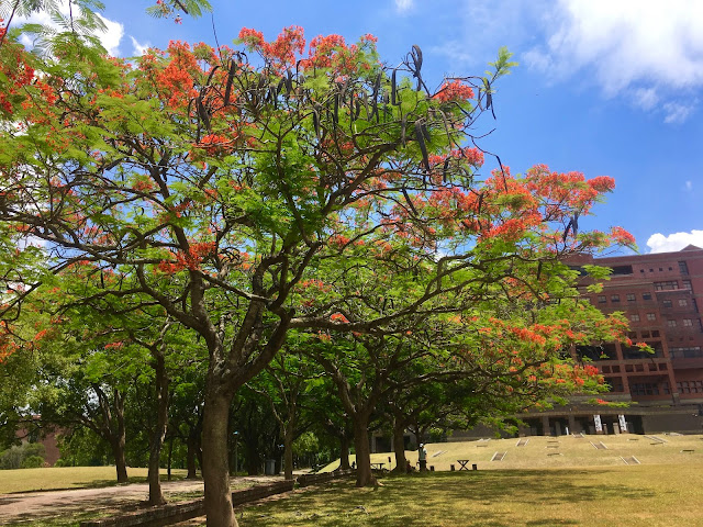 Flame trees in park of University in Chiayi, Taiwan