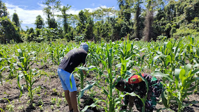 Sukseskan Ketahanan Pangan, Kodim 1715/Yahukimo Dampingi Petani Jagung Di Distrik Dekai