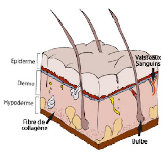 Structure de la peau 