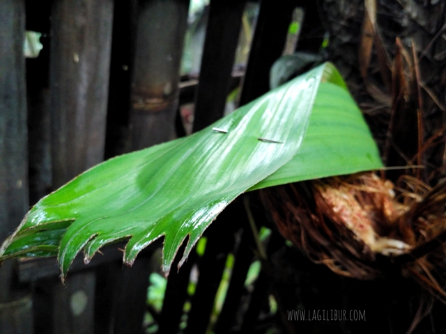 Perkawinan Salak Desa Wisata Pancoh Sleman DIY