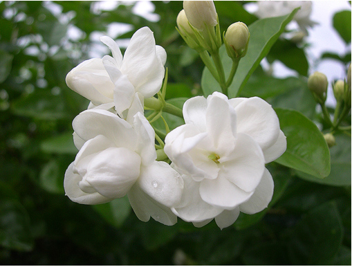 Jasmine Flower HD Wallpapers Free Download