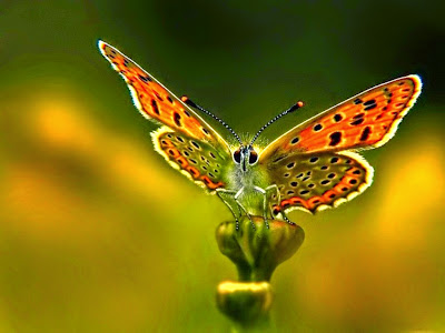 mariposa-con-las-alas-extendidas-de-color-naranja-y-puntos-negros