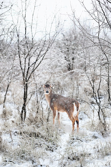 Healthy winter