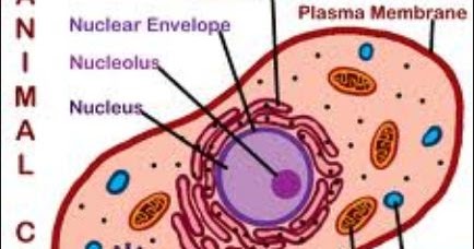 Animal Cell Model Diagram Project Parts Structure Labeled ...
