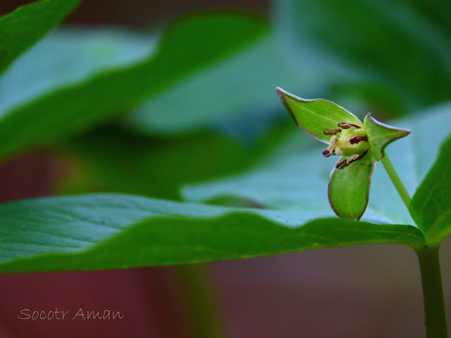 Trillium smallii