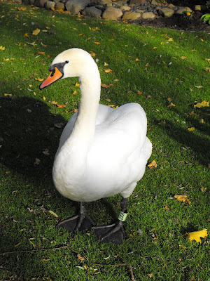 An imperious swan eying me up beside Linlithgow Loch