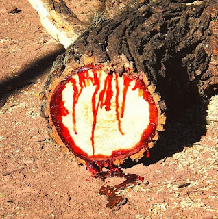 Bloodwood, Pohon Jati Yang Bisa Berdarah