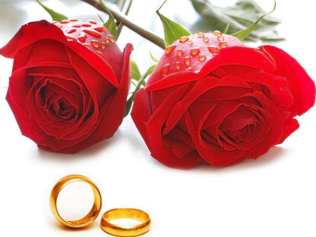 hình ảnh về tình yêu đẹp lãng mạn dễ thương, hoa hồng và đôi nhẫn cặp