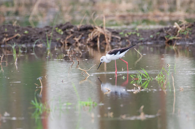 Black-winged Stilt (प्रवालपाद) - Himantopus himantopus