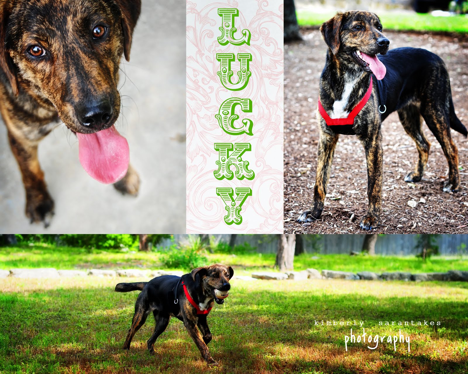 zogblog: LUCKY DOG / Austin Pet Photographer