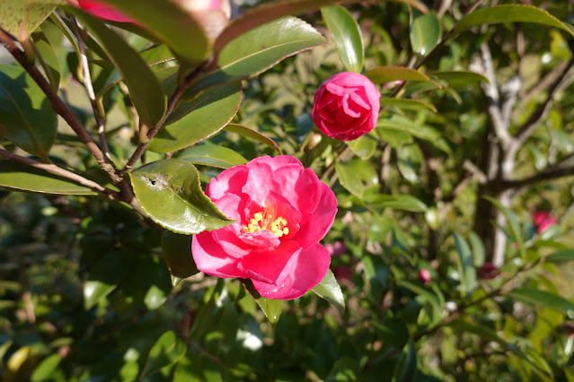 鳥取県西伯郡伯耆町宇代 サザンカ（山茶花）