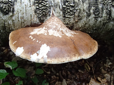 Puszcza Niepołomicka, rezerwat Lipówka, grzyby 2016, grzyby w październiku, grzyby nadrzewne, grzybówki, Mycena, czernidłaki, Coprinus, ziarnówka