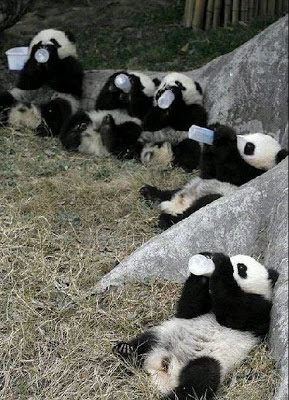 Fotos pequeños osos pandas alimentandose