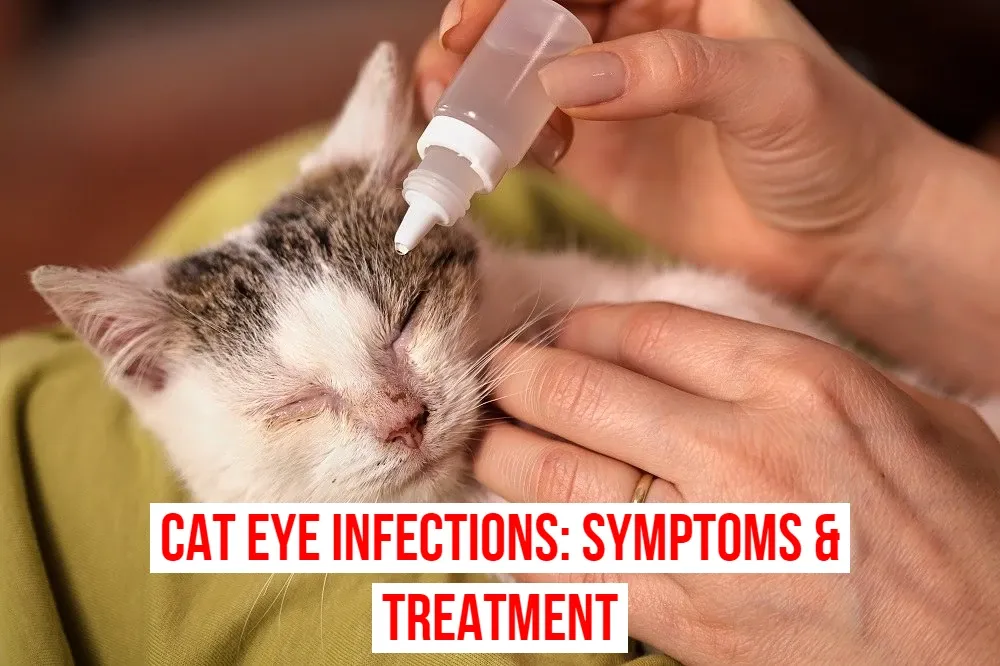 Cat Eye Infections