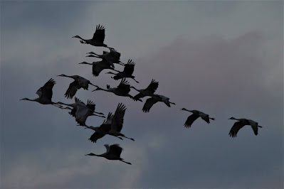 A flock of sandhill cranes