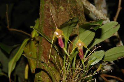 Masdevallia ventricularia care and culture