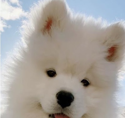 Samoyed Poodle mix (Sammypoo) Temperament, Size, Adoption, Lifespan