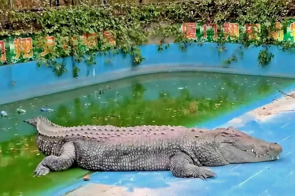 麻豆鱷魚王小河疑似被廈門動物園不當飼養｜瘦到變形！完全不是一隻成年灣鱷應有的體型