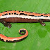 A única espécie nativa de salamandra brasileira, até hoje