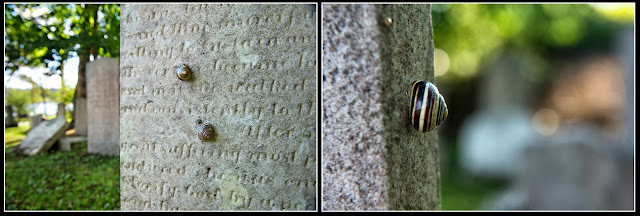 Nova Scotia; Lunenberg; Graveyard;Tombstone; Snail