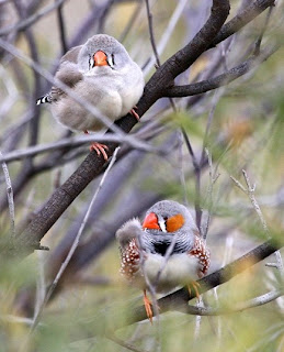 zebra finch picture