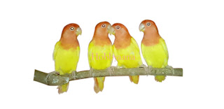 Love bird information & care
